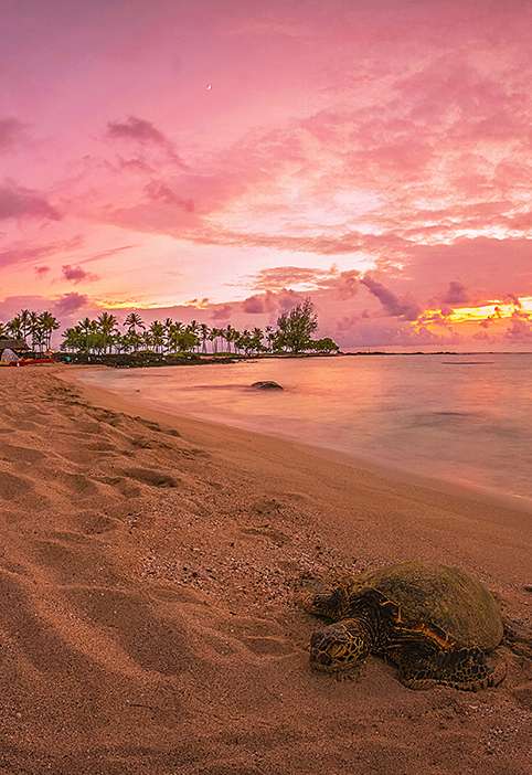 Popular Cruise Hawaii